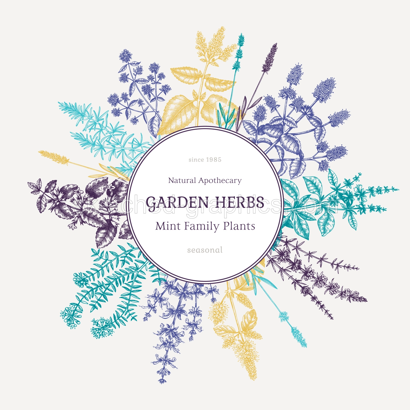 Mint plants wreath. Summer herbs retro design. Hand sketched aromatic and medicinal herbs background. Herbal tea ingredients. Mints in vintage style. For cosmetics and perfumery brands Illustration